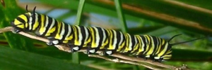 Larvae